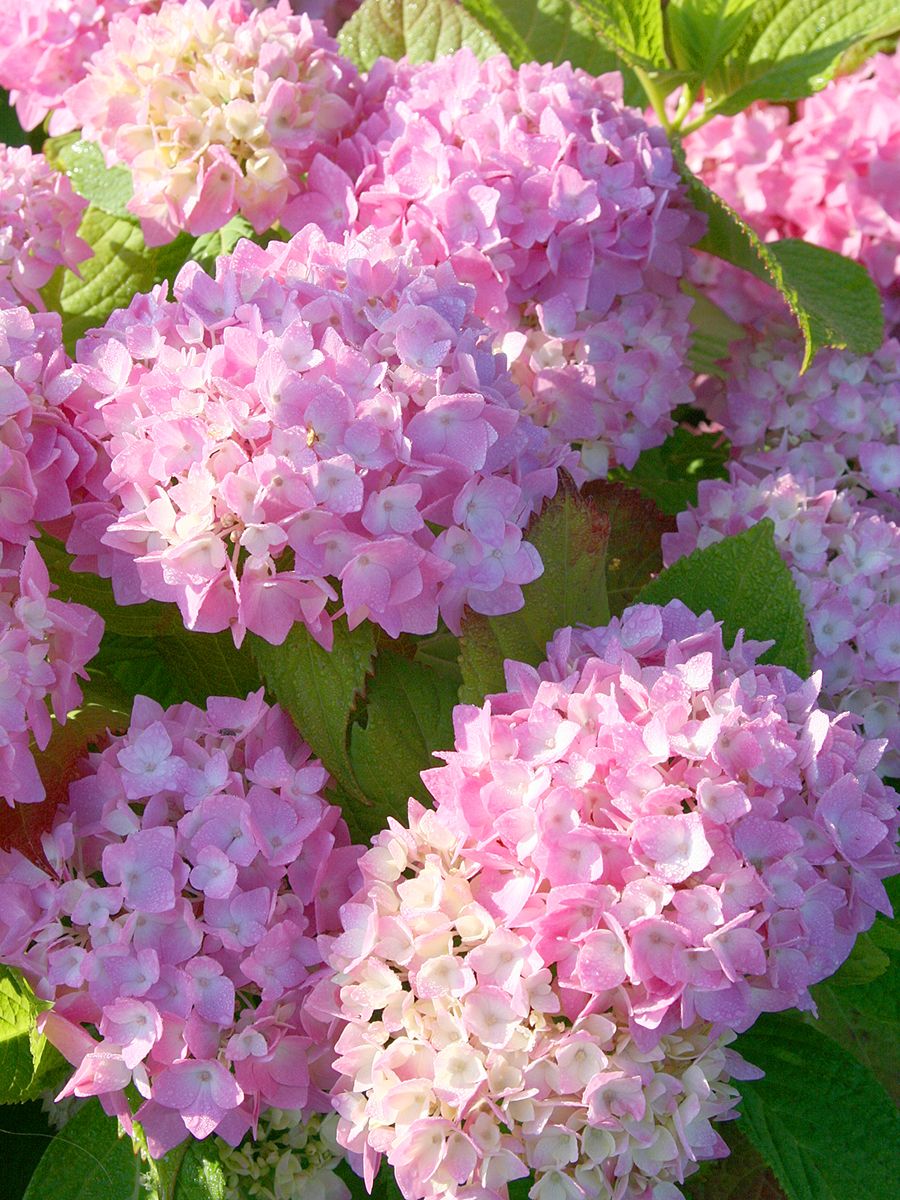 Gartenhortensie Everbloom Semperflorens® Gartenhortensie Everbloom Semperflorens®