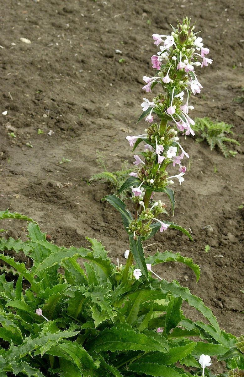 Kardendistel