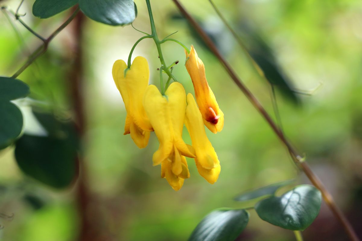 Kletterndes Frauenherz