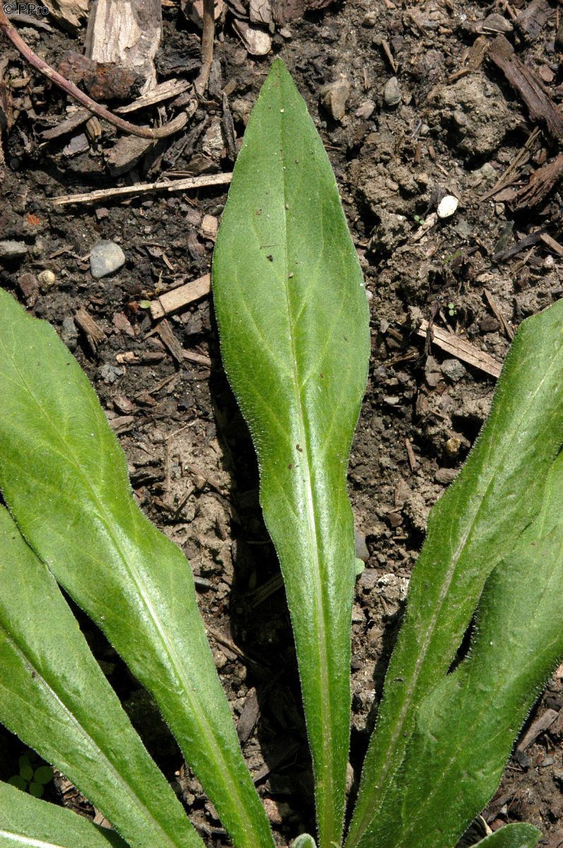Bergflockenblume Grandiflora