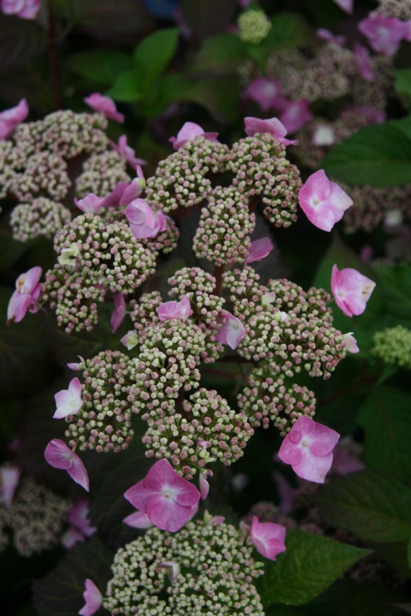 Gartenhortensie Twist-n-Shout®
