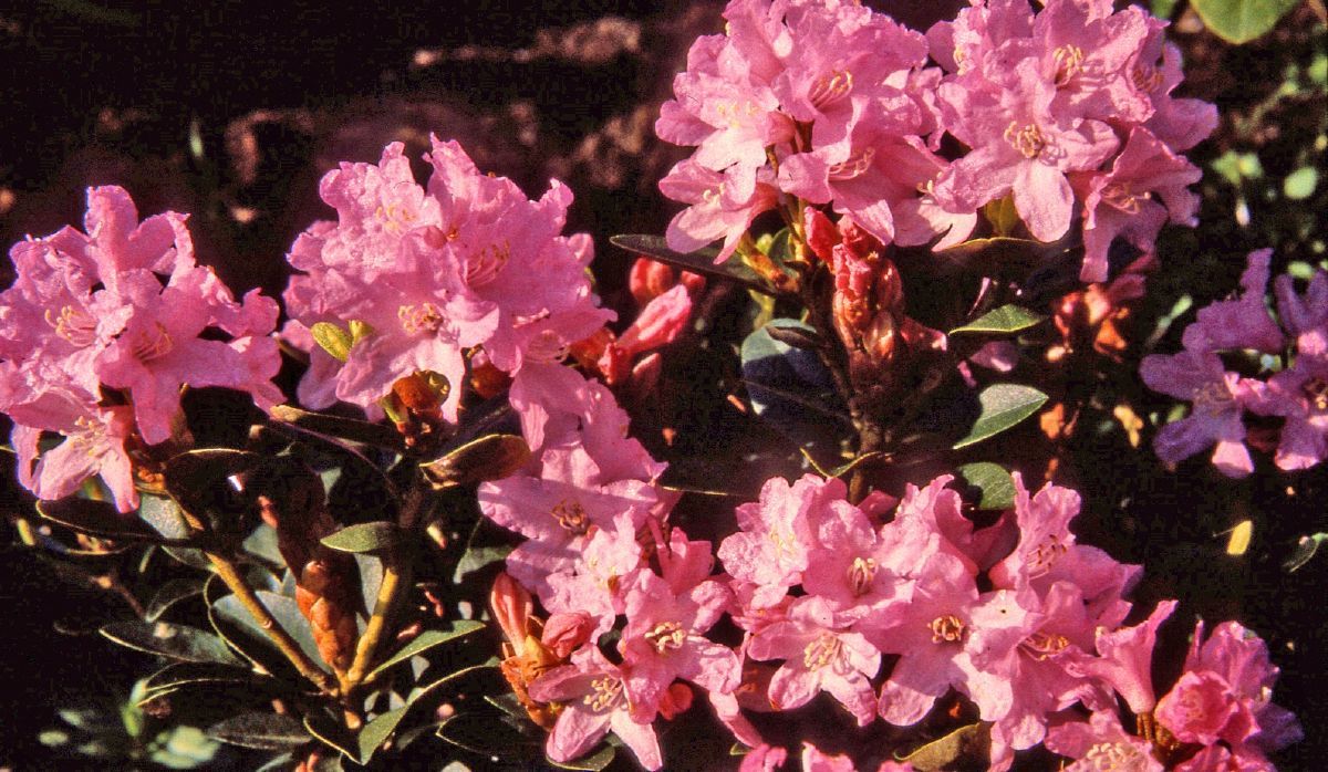 Rostblättrige Alpenrose Tottenham