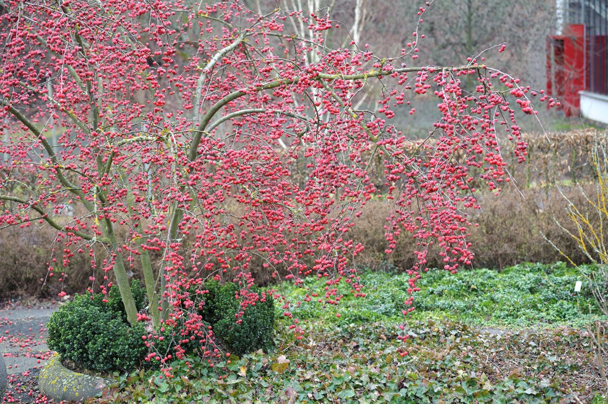 Zierapfel Red Sentinel Zierapfel Red Sentinel