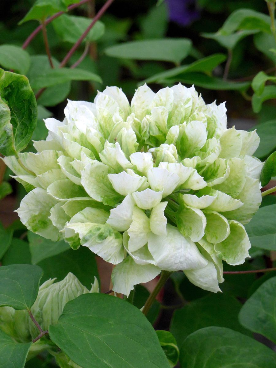Waldrebe Green Passion®