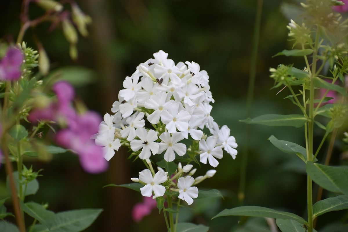 Grossblatt Phlox White Clouds