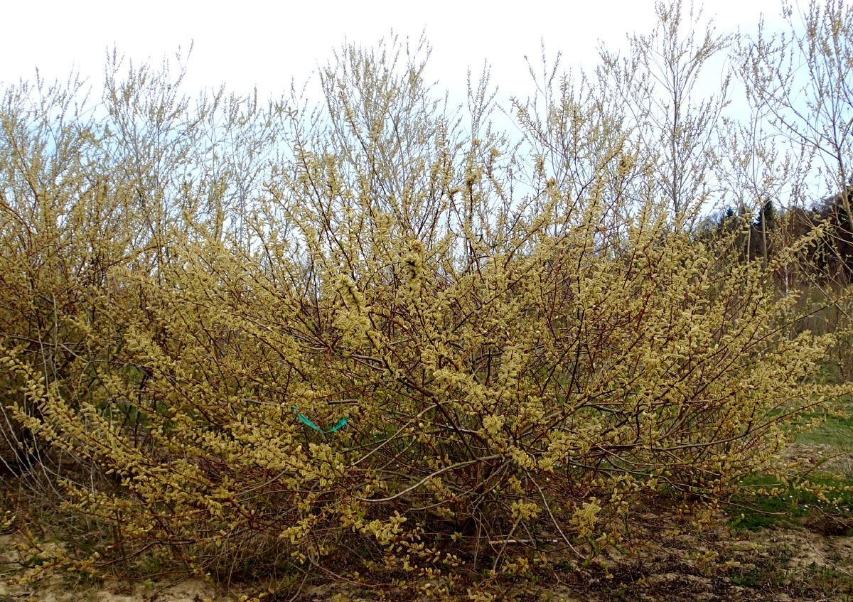 Rosmarinweide Angustifolia Rosmarinweide Angustifolia