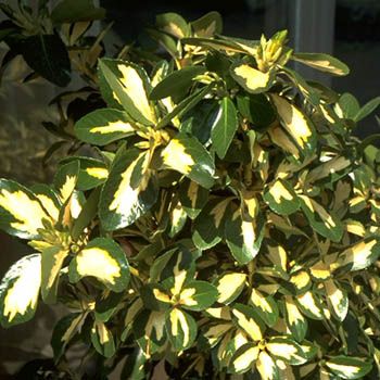 Japanischer Spindelstrauch Aureus