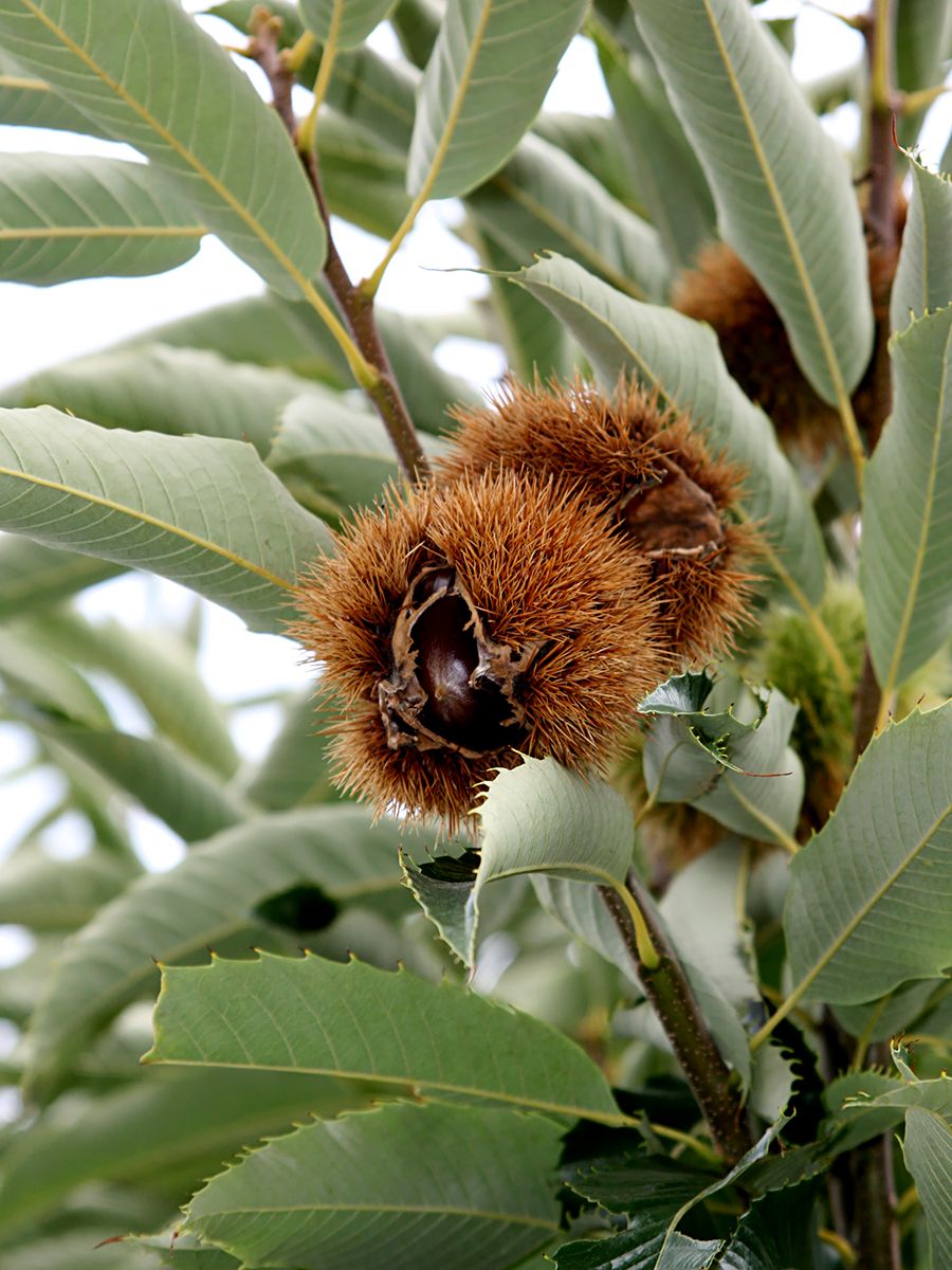 Bouche de Betizac Esskastanie, Marroni (anspruchslos, veredelt) Bouche de Betizac Esskastanie, Marroni (anspruchslos, veredelt)