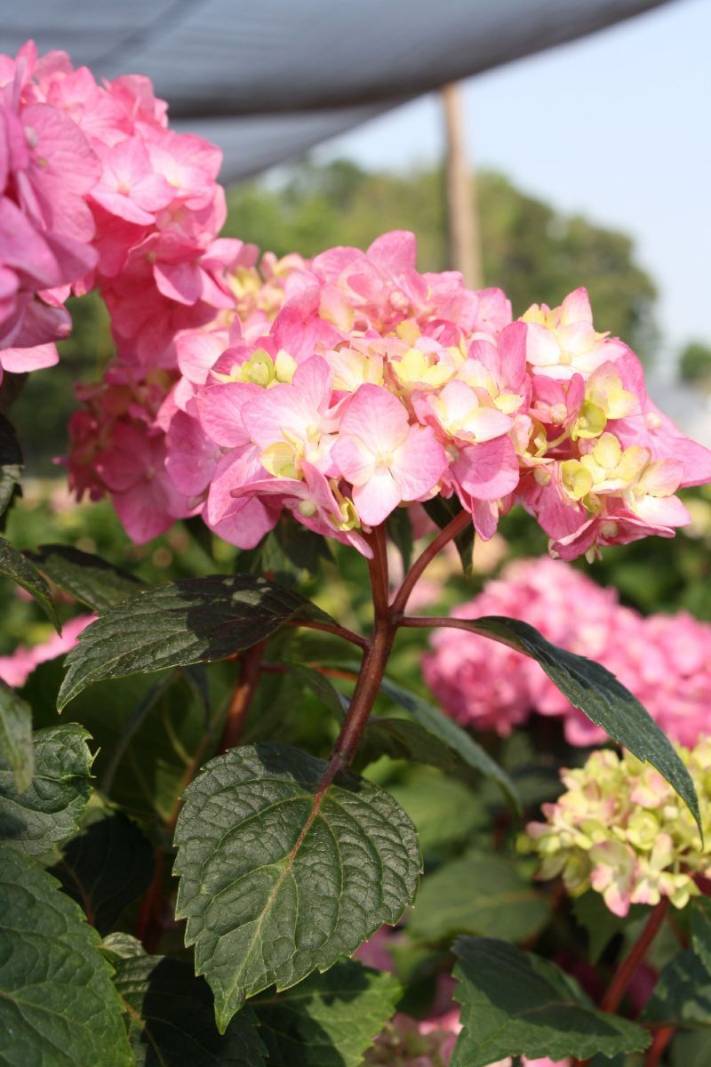 Gartenhortensie BloomStar® Gartenhortensie BloomStar®