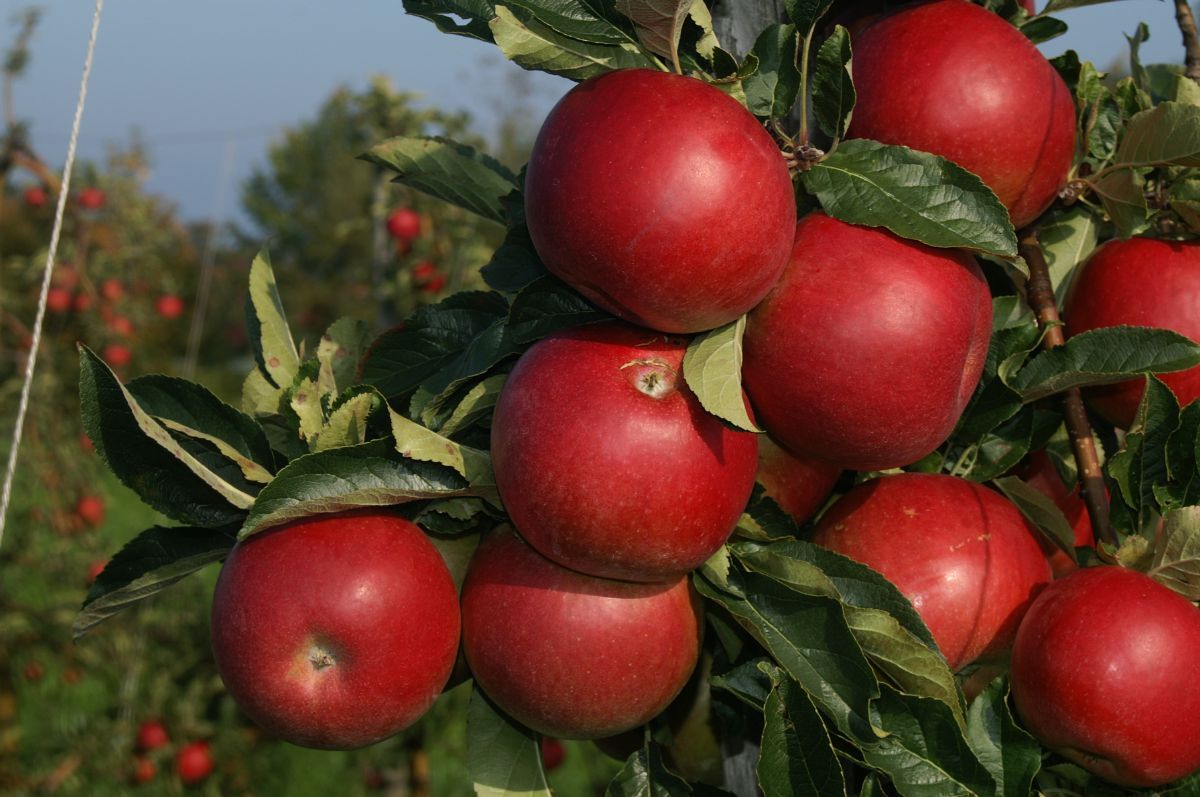 Jonagold Apfel