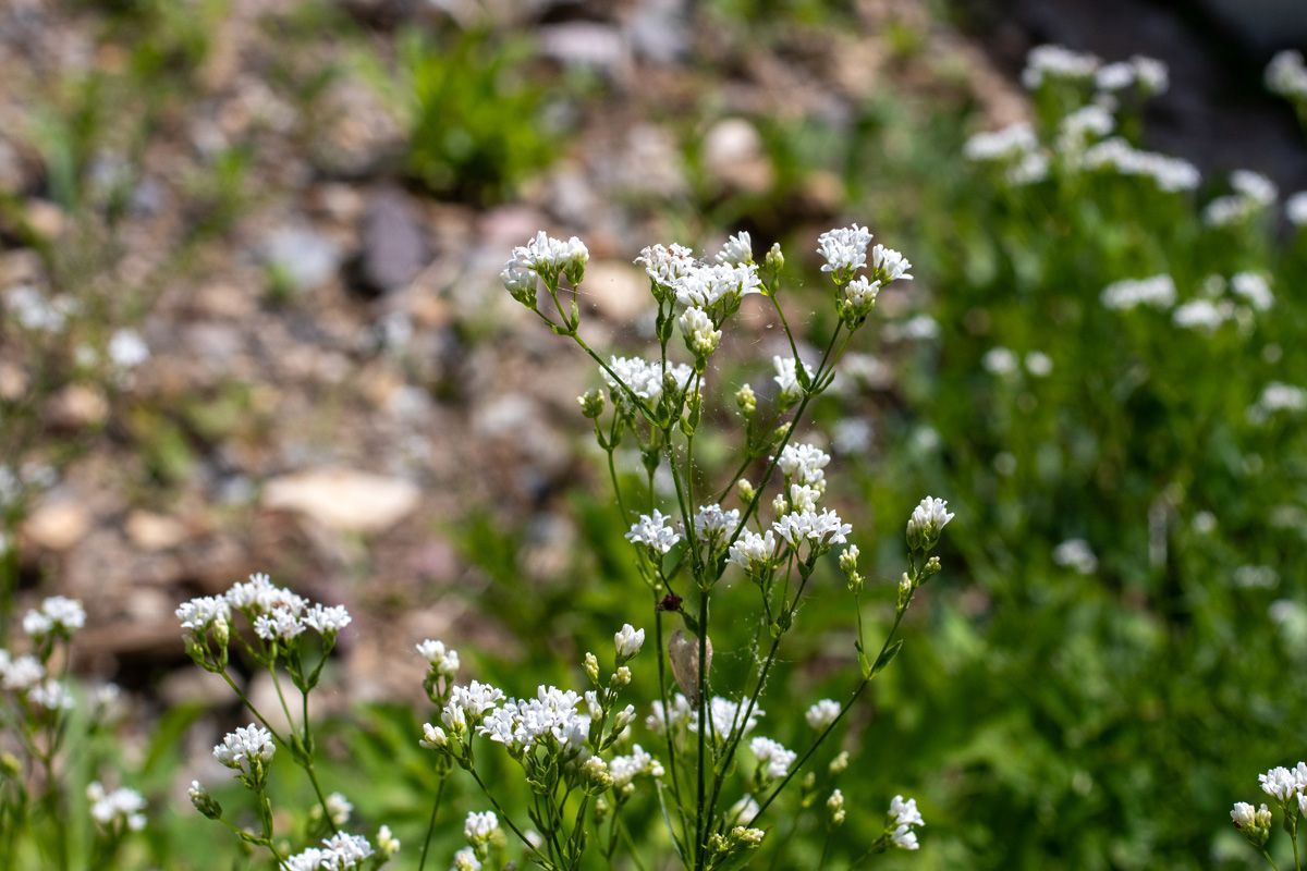 Färberwaldmeister Färberwaldmeister