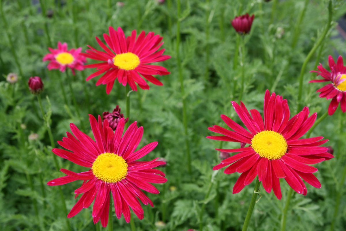 Junimargerite Robinson's Red Junimargerite Robinson's Red