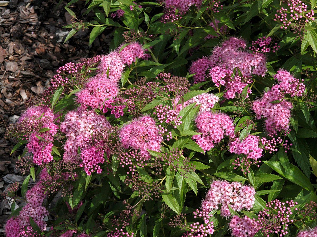 Bunte Sommerspiere Genpei (Syn. Shirobana) Bunte Sommerspiere Genpei (Syn. Shirobana)