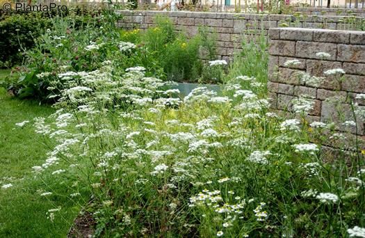 Kleine Bibernelle Kleine Bibernelle