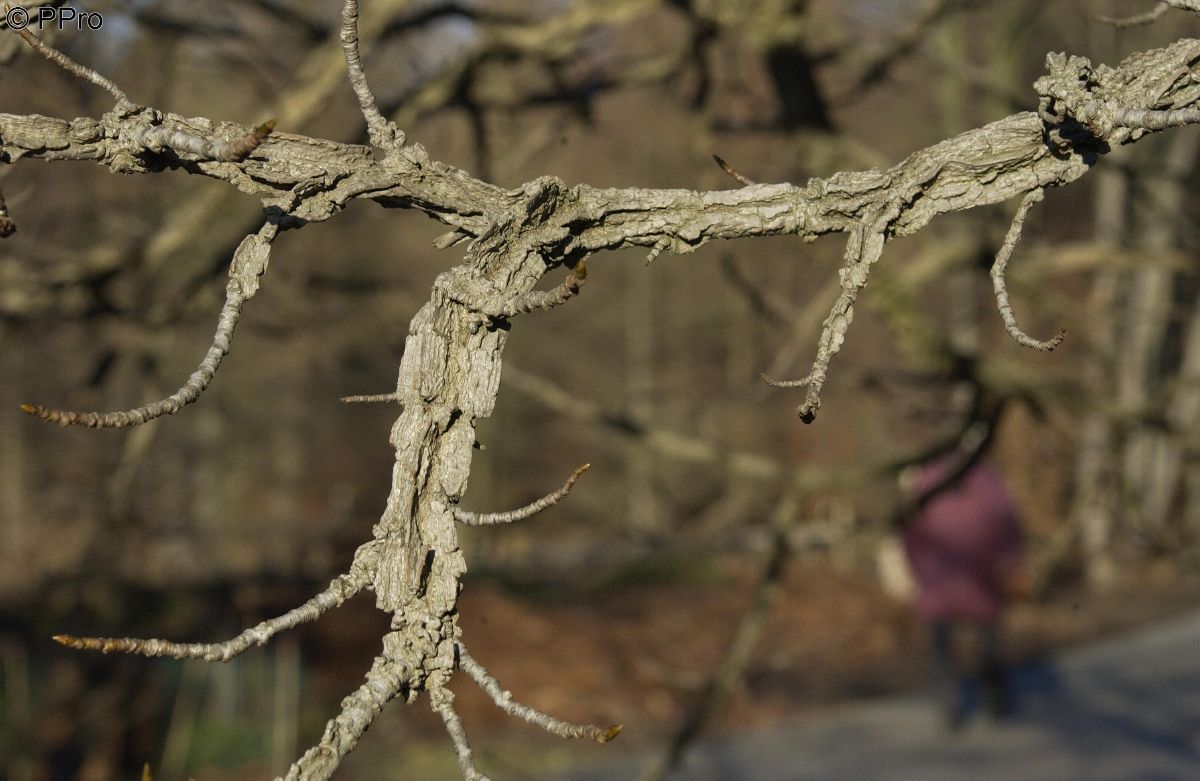 Amberbaum Amberbaum