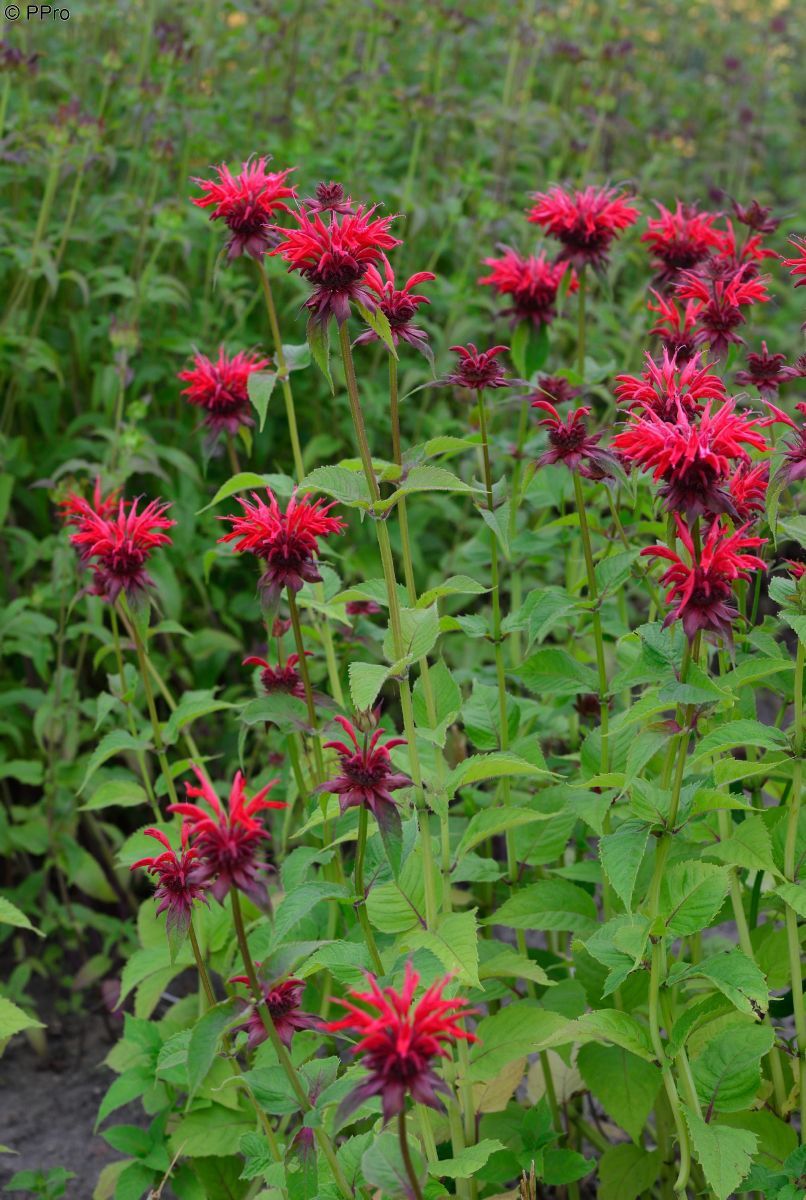 Indianernessel, Goldmelisse Gardenview Scarlet