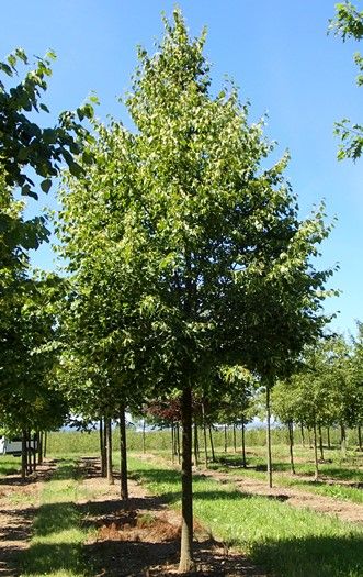 Winterlinde Greenspire