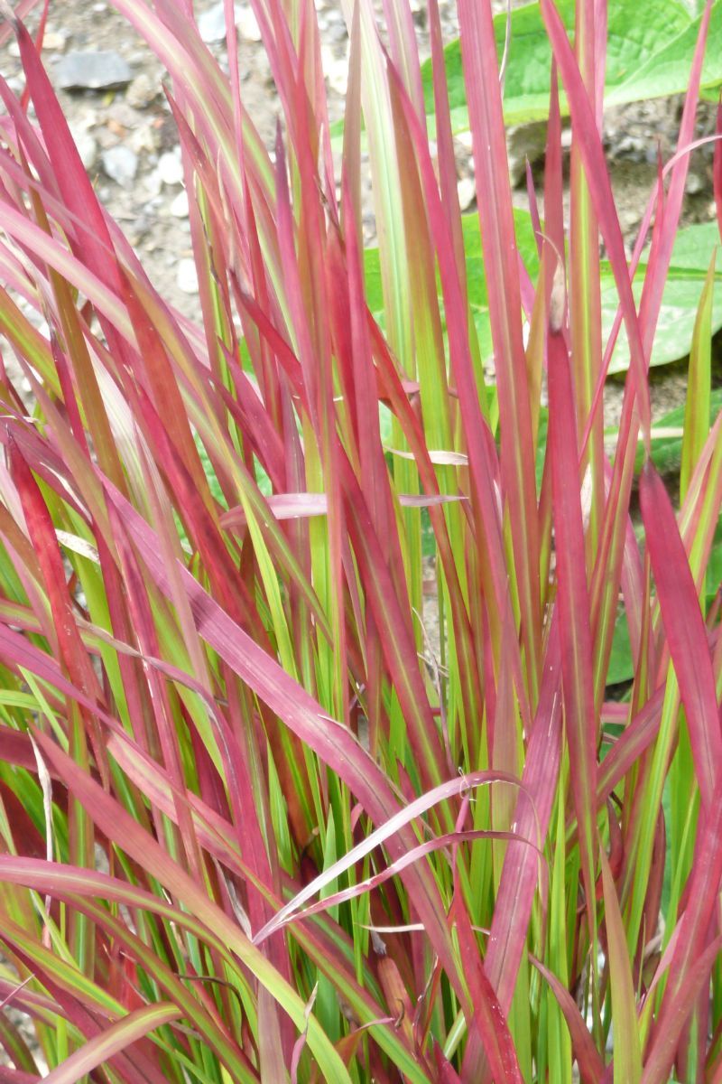 Japanisches Blutgras Red Baron