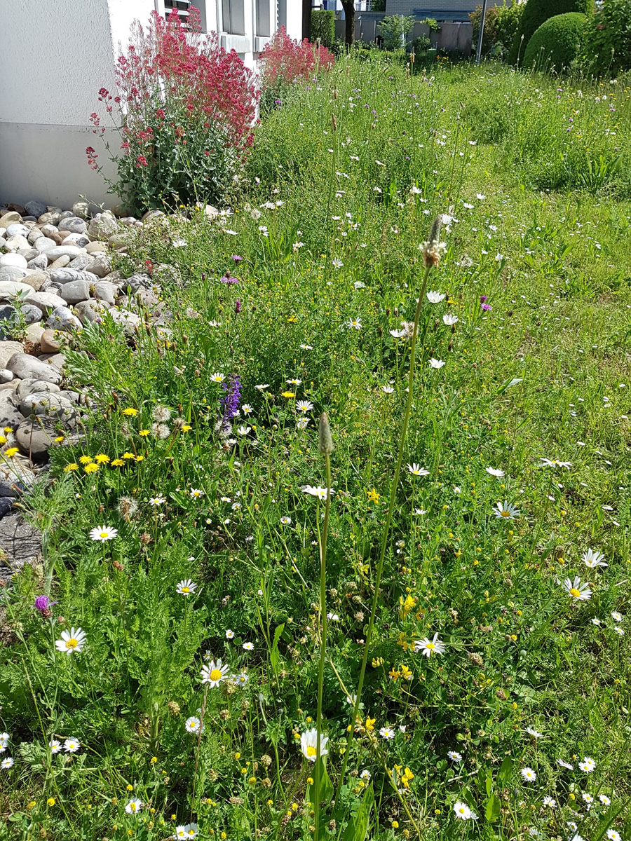 Mini Flora OHS CH Miniflora Myko Saatgut, Niedrigwachsender Blumenrasen ...