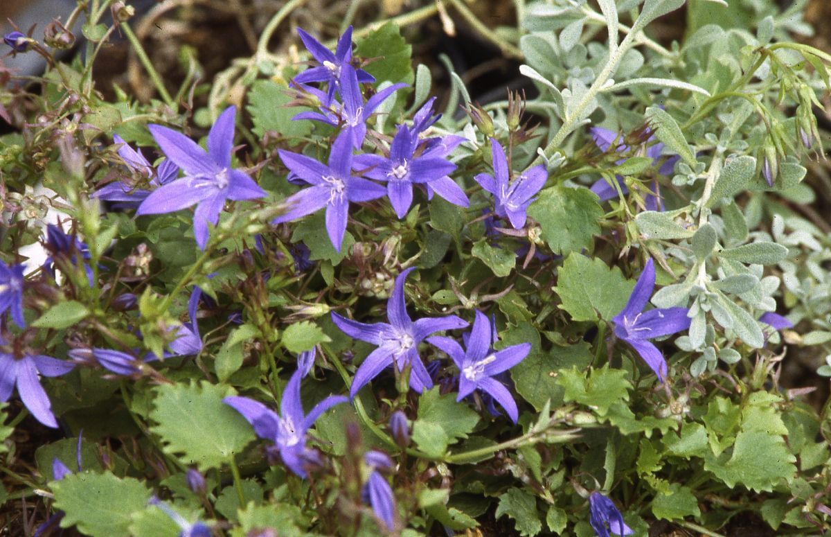 Niedere Glockenblume