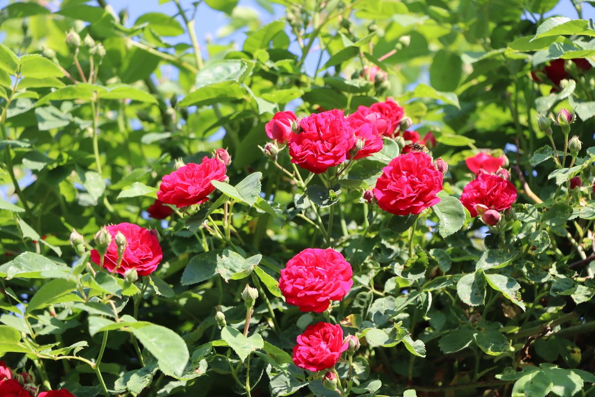 Chevy Chase(R) Kletterrose (Rambler, anspruchslos)