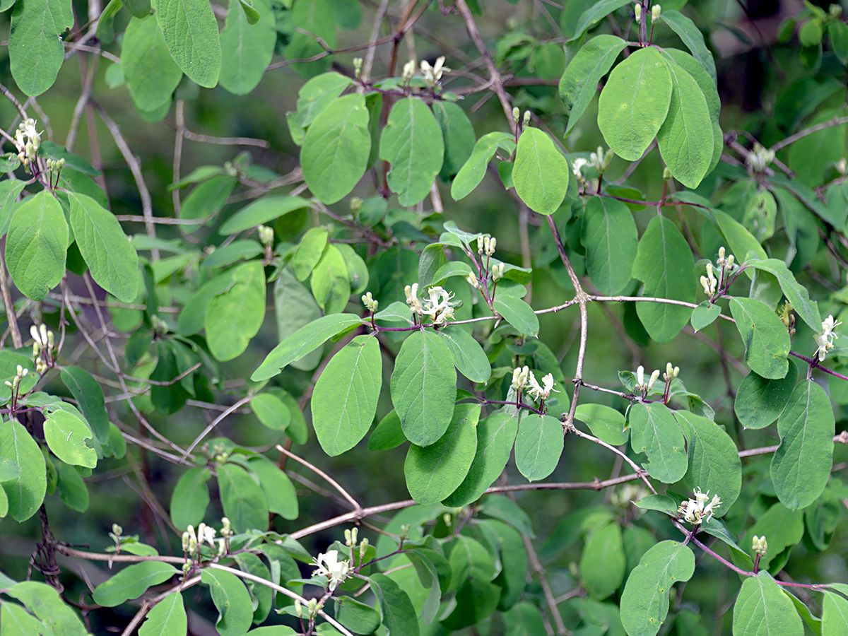 Schwarzes Geissblatt