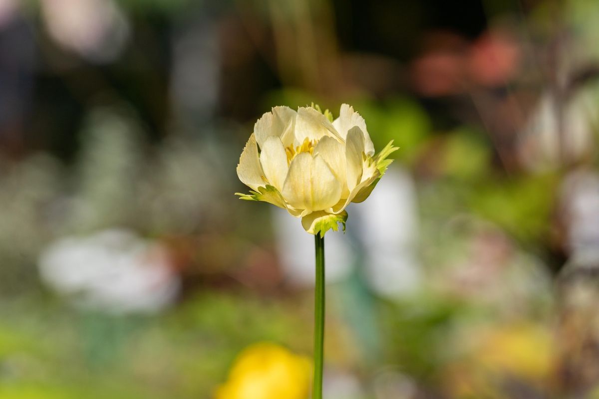 Trollblume Alabaster