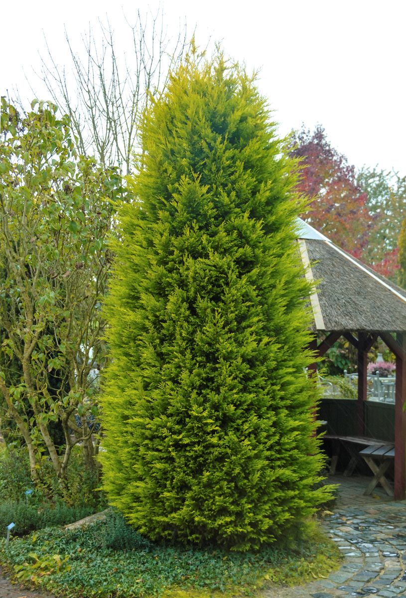 Goldene Leylandzypresse Castlewellan