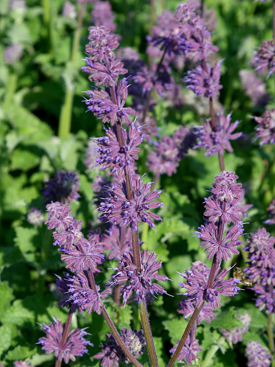 Salbei Purple Rain