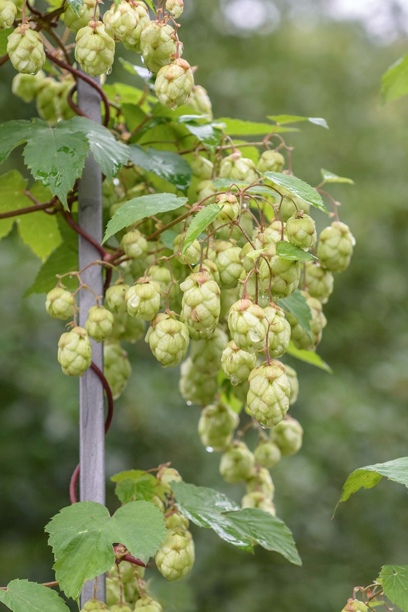 Hopfen