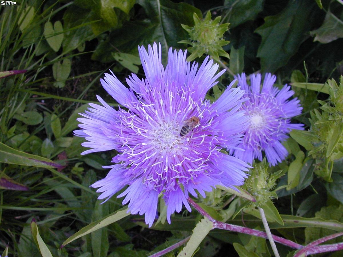 Kornblumenaster