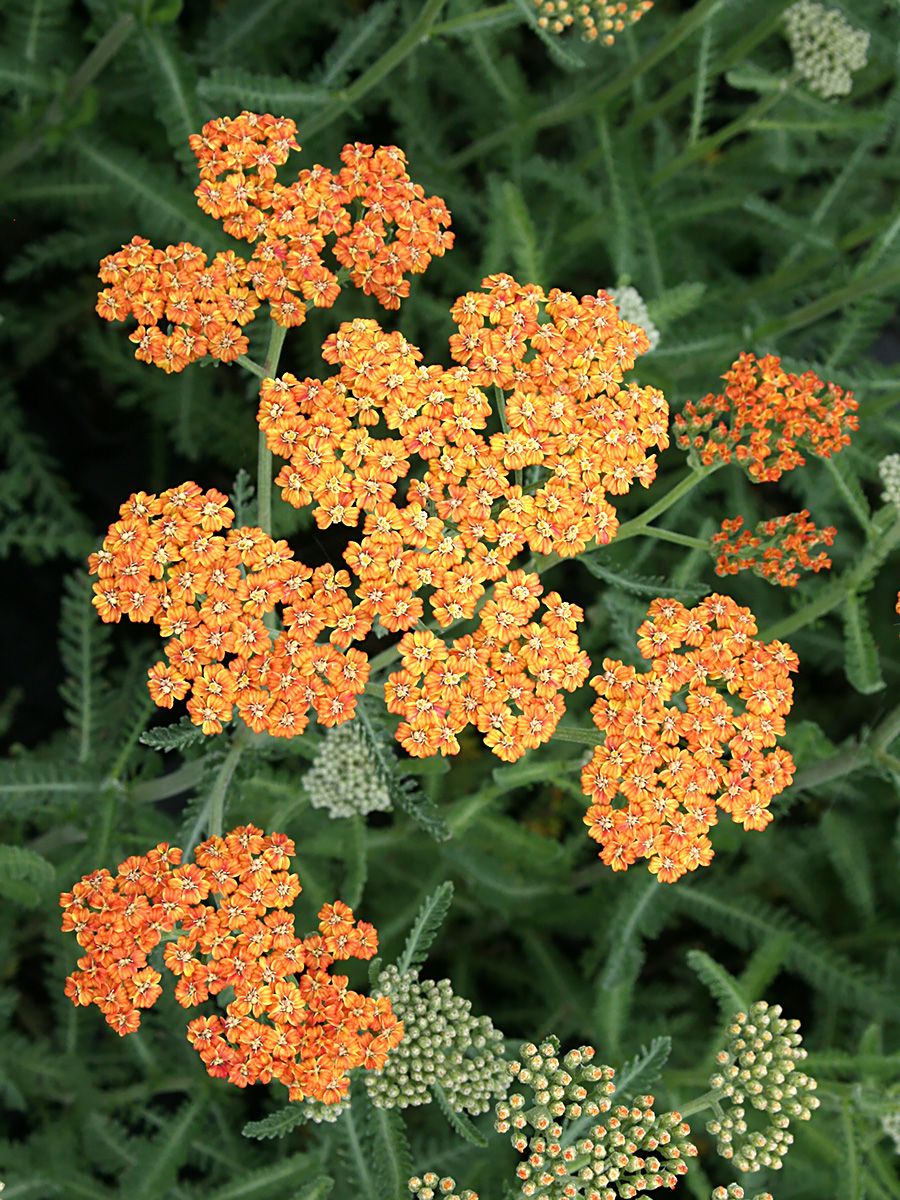 Schafgarbe Terracotta Schafgarbe Terracotta