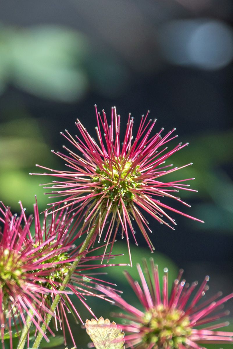 Blaugrünes Stachelnüsschen Blaugrünes Stachelnüsschen