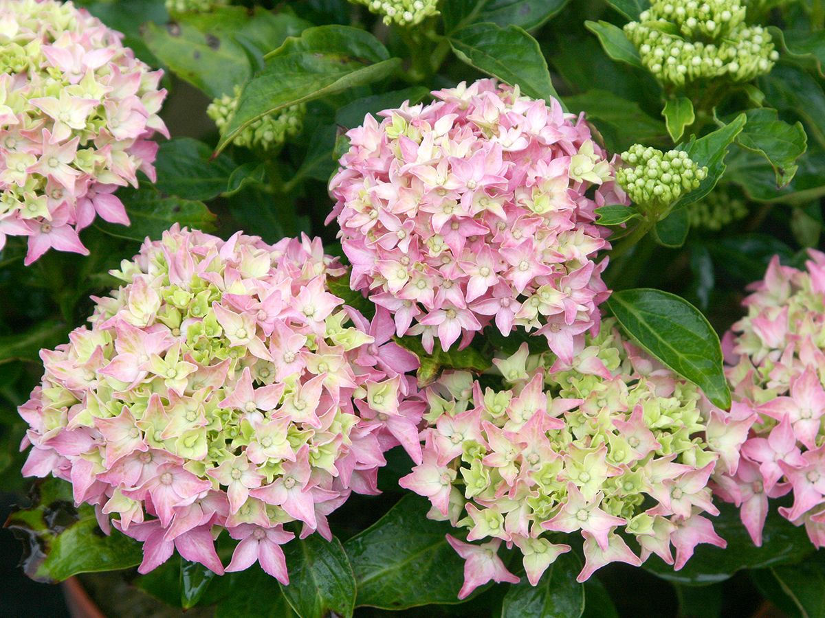 Gartenhortensie Tovelit
