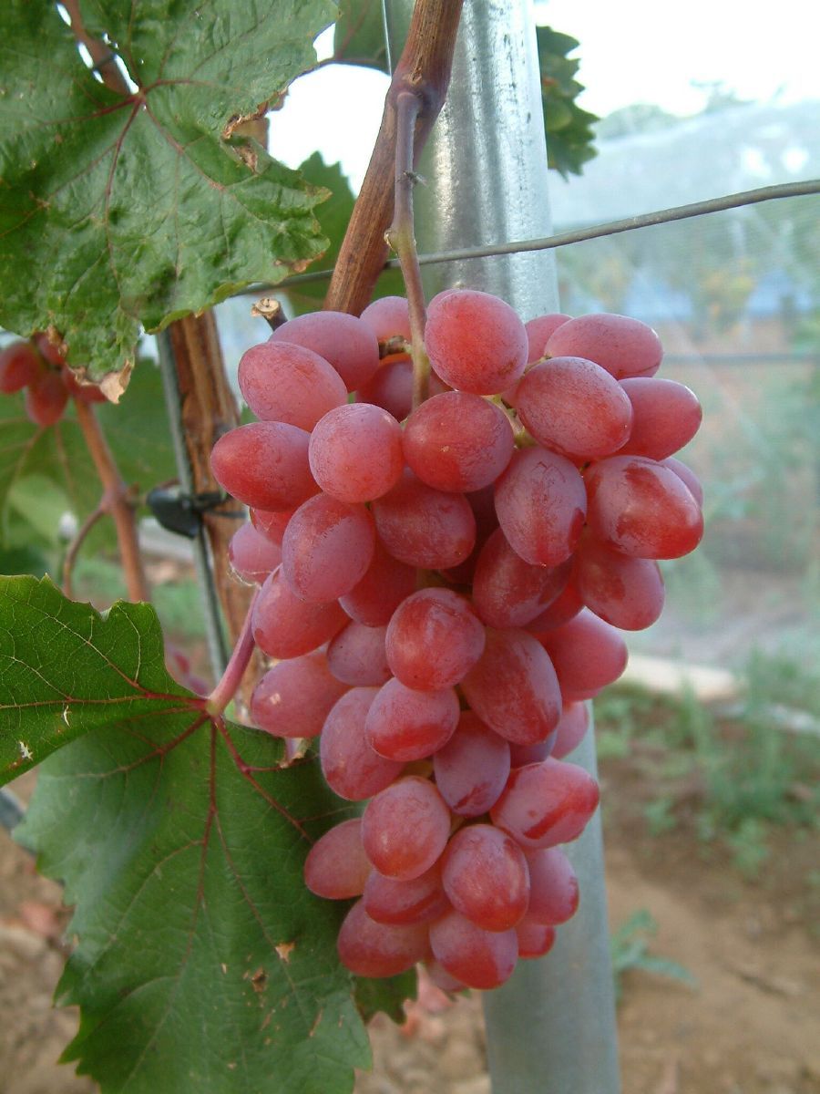 Hausgartenrebe Katharina Hausgartenrebe Katharina