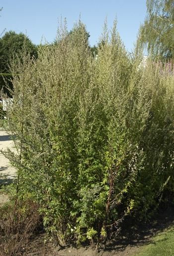 Gemeiner Beifuss Gemeiner Beifuss