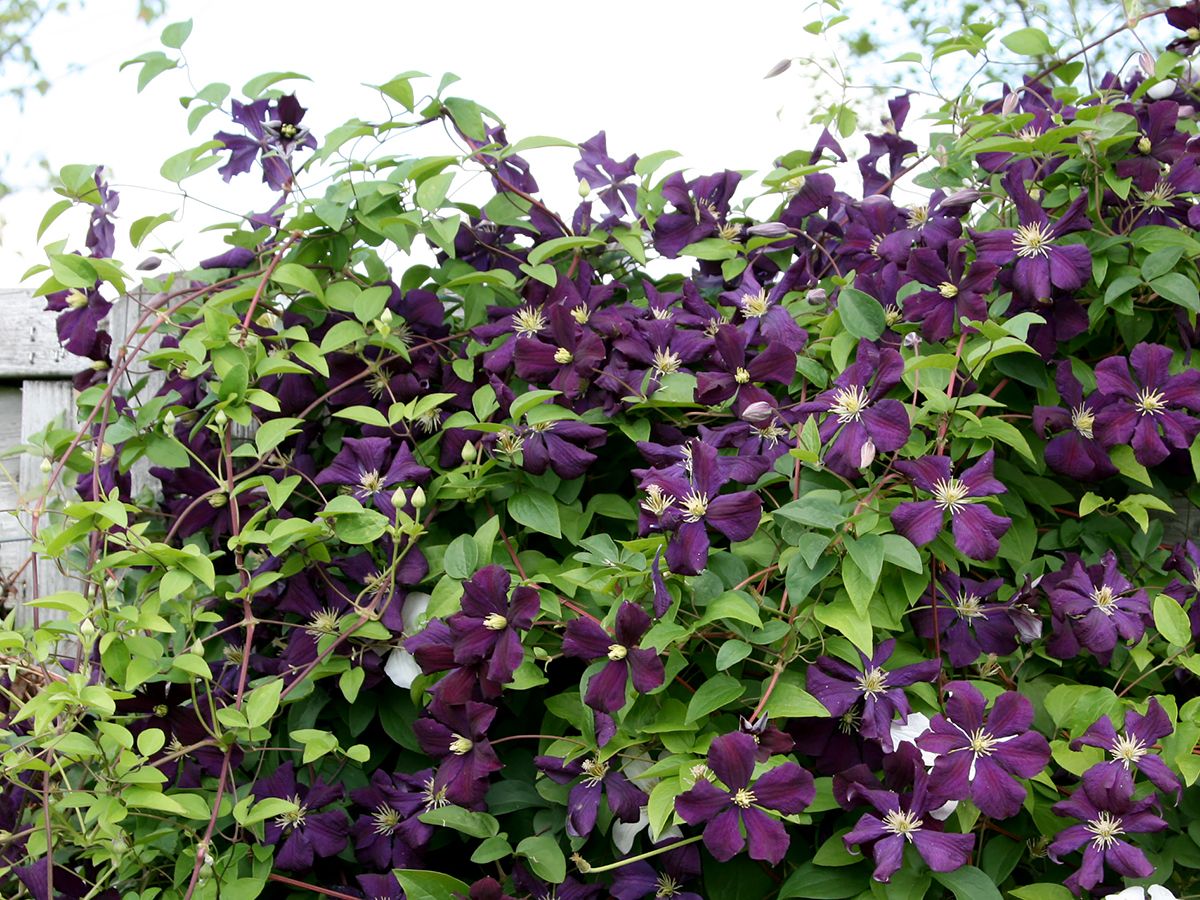 Waldrebe Etoile Violette