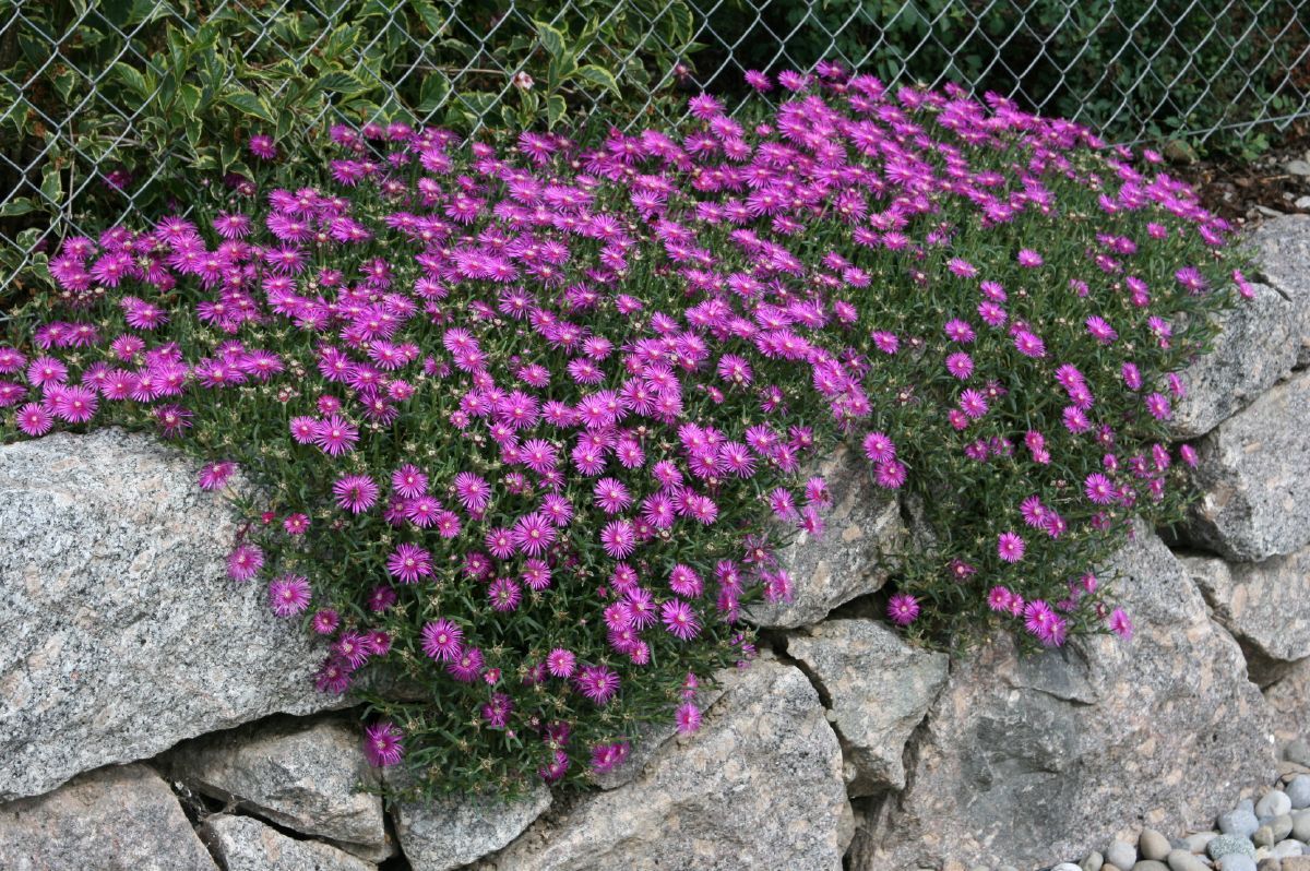 Mittagsblume