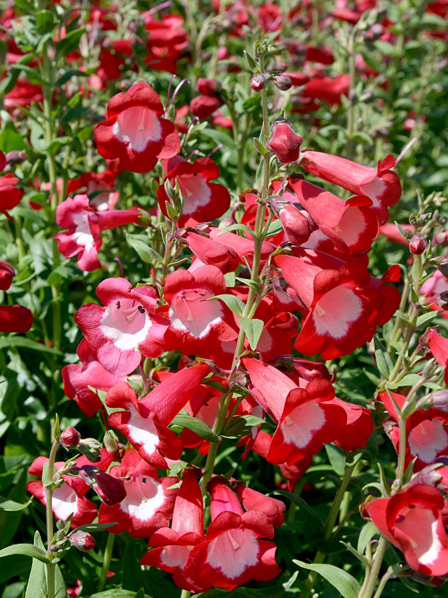 Bartfaden Rubicunda