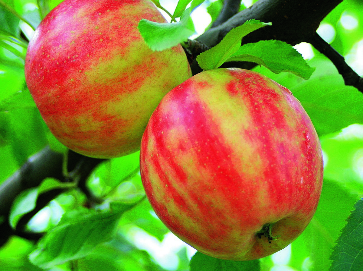 Karneval(S) Apfel Karneval(S) Apfel