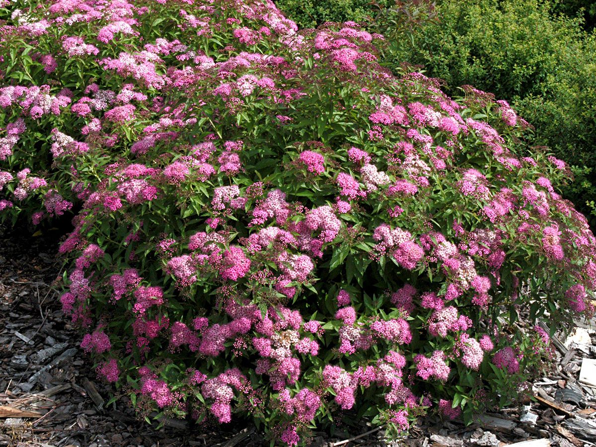 Bunte Sommerspiere Genpei (Syn. Shirobana) Bunte Sommerspiere Genpei (Syn. Shirobana)