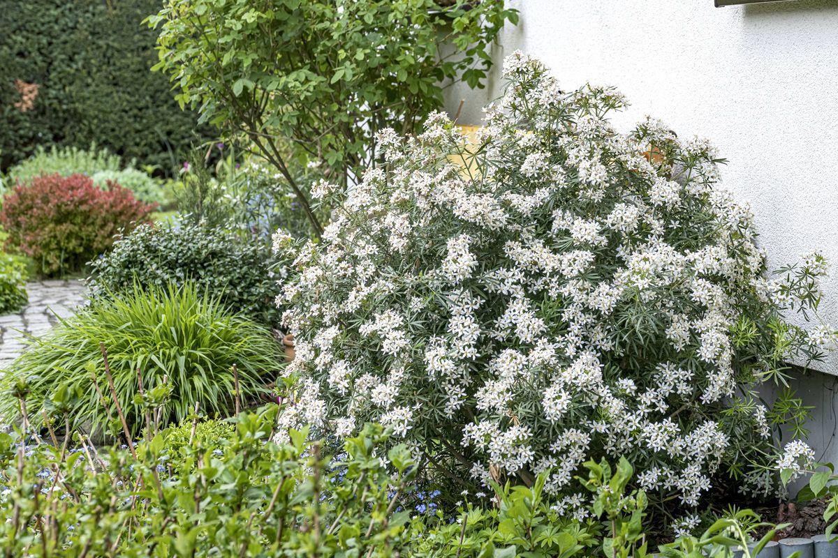 Orangenblume White Dazzler® Orangenblume White Dazzler®