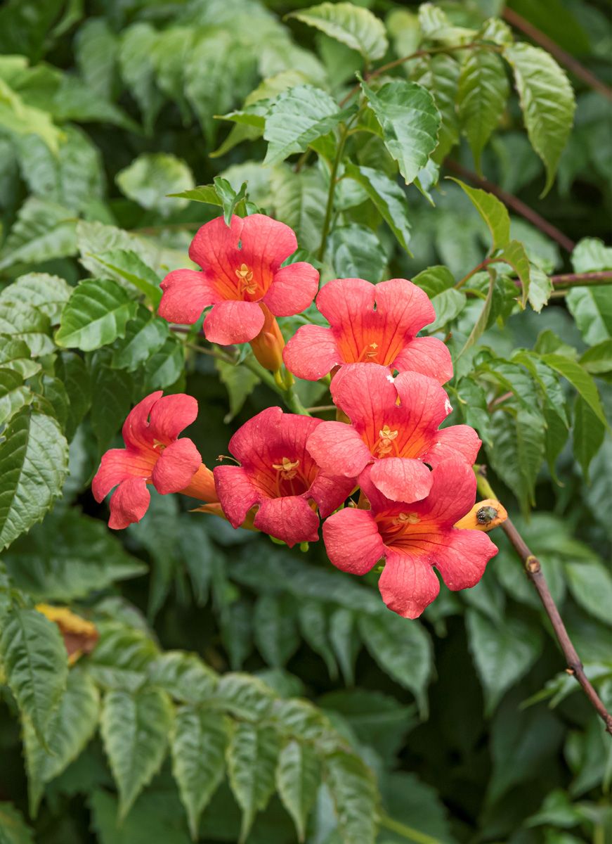 Trompetenblume Stromboli