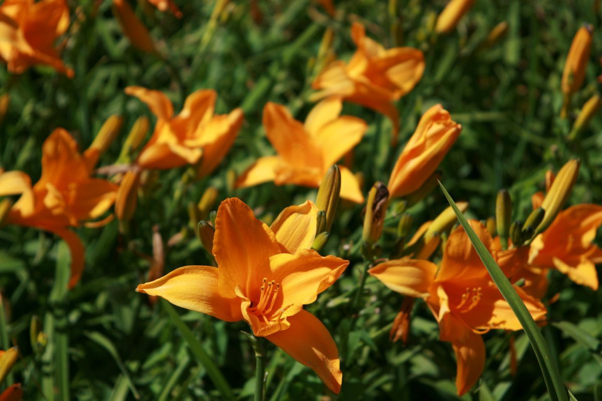 Taglilie Norton Orange