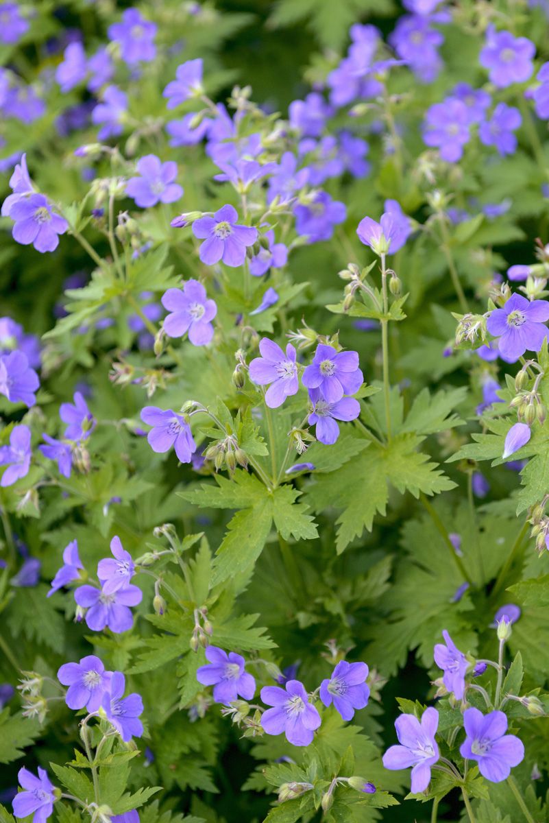Waldstorchschnabel Mayflower