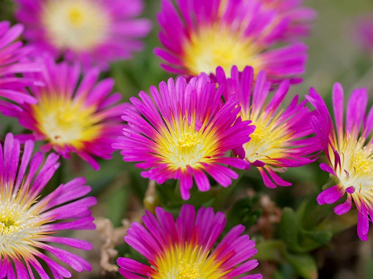 Mittagsblume Hot Pink Wonder