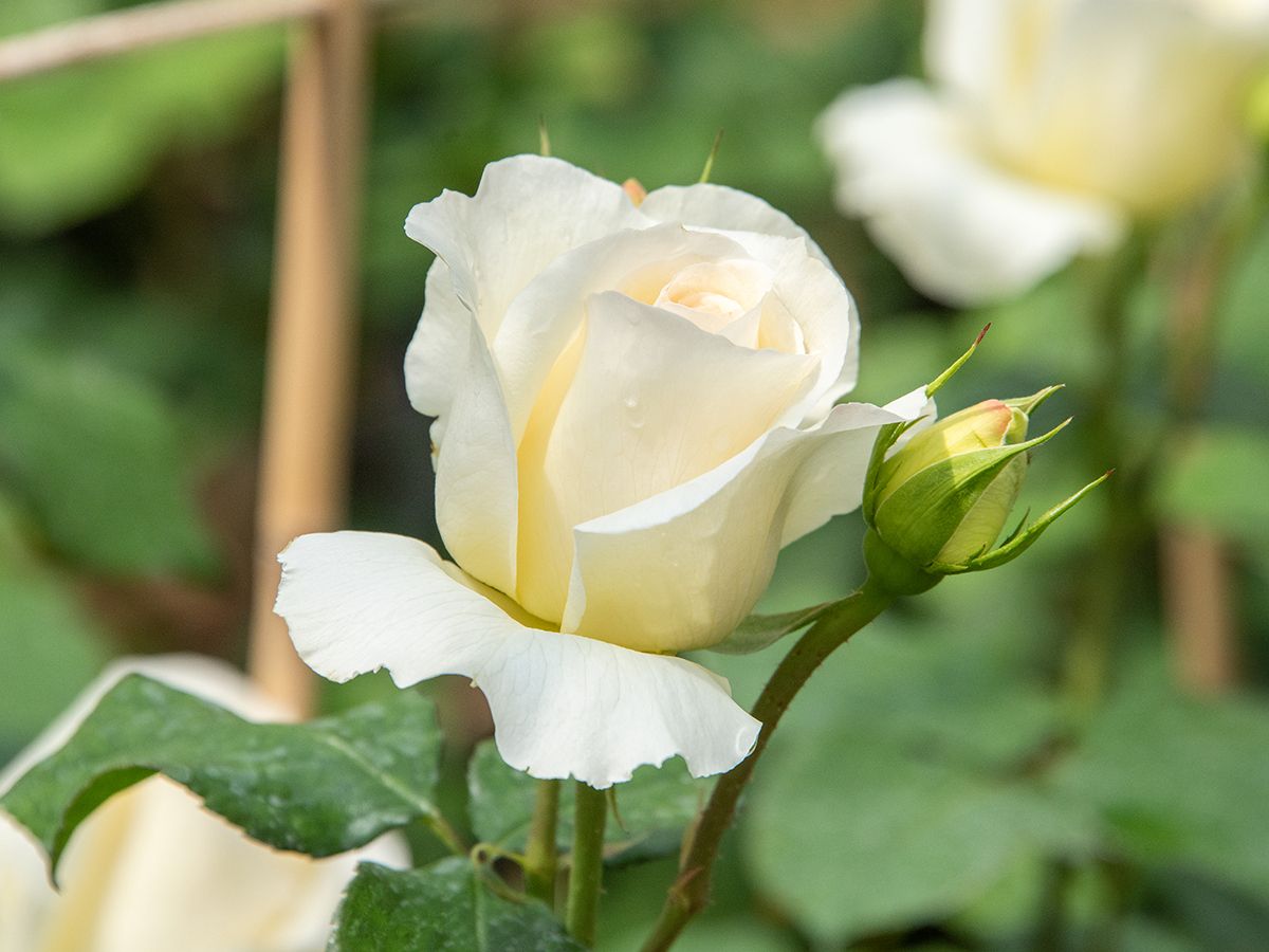 Schneewalzer® Kletterrose (anspruchslos, starker Duft)