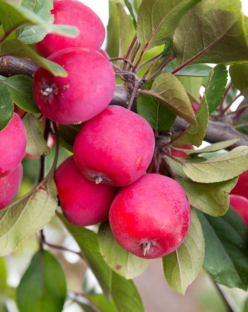 Zierapfel Appletini