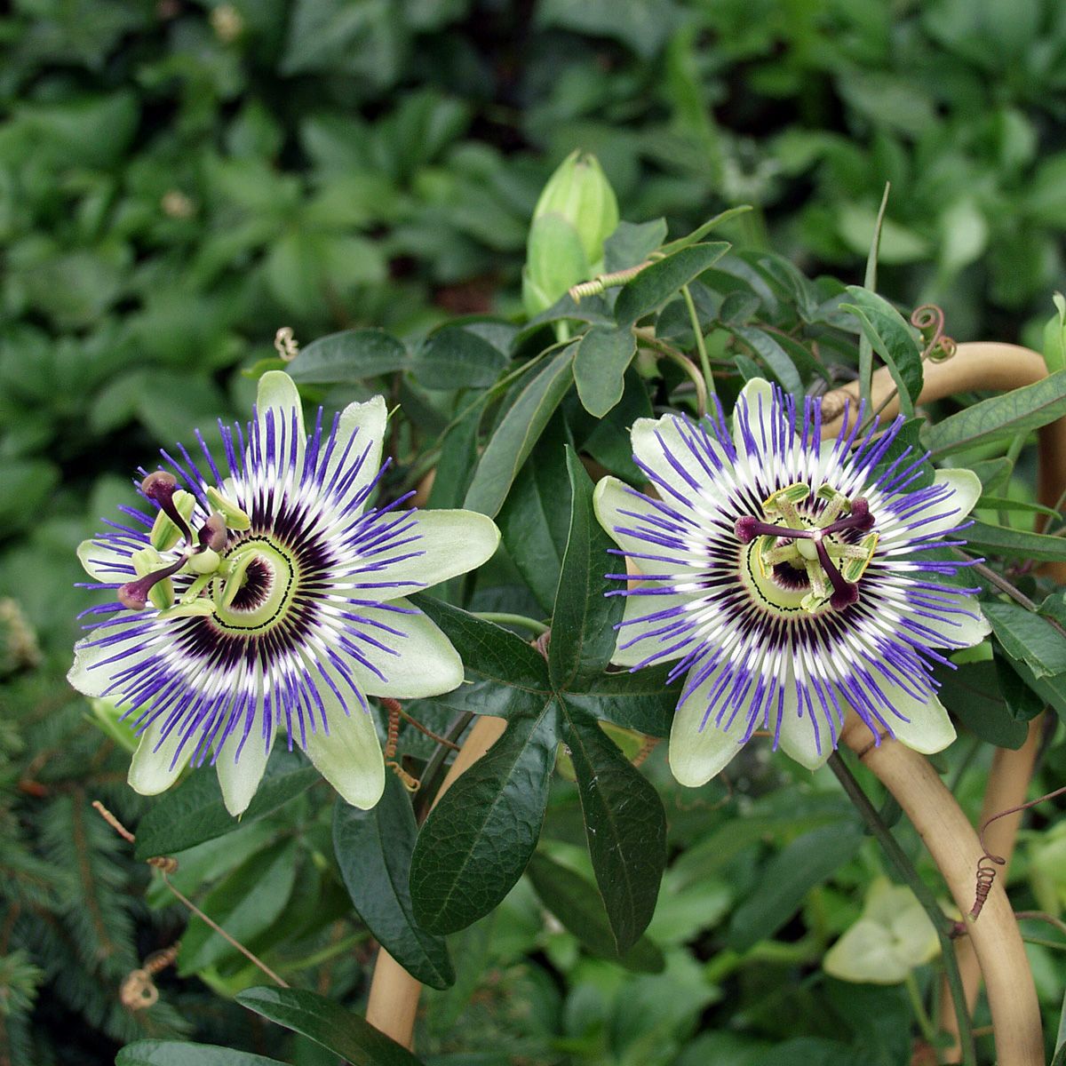Blaue Passionsblume Blaue Passionsblume