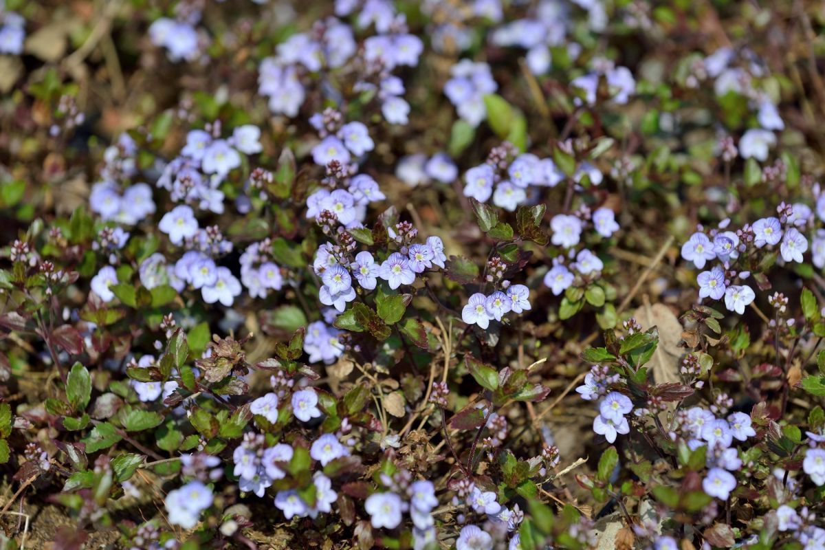 Ehrenpreis Madame Mercier Ehrenpreis Madame Mercier